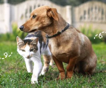 Understanding Why Your Cat is Moving Slowly or Limping | Causes & Solutions