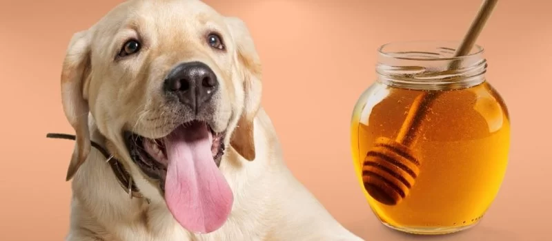 Can Dogs Eat Yogurt and Honey? Benefits and Risks Explained