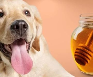 Can Dogs Eat Yogurt and Honey? Benefits and Risks Explained