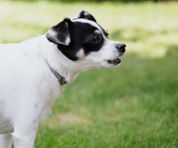 How to Stop Dog Excessive Barking at Night: Tips for Pet Owners