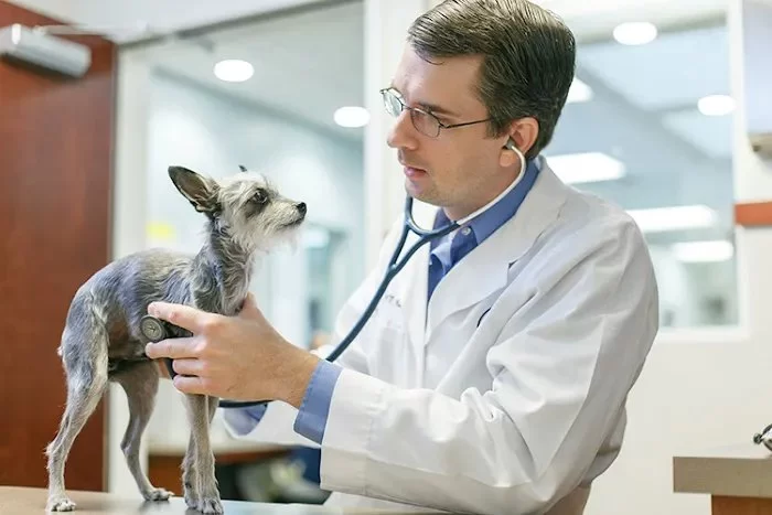 How to Train Dogs to Be Gentle with Guests | Hidden Brook Veterinary