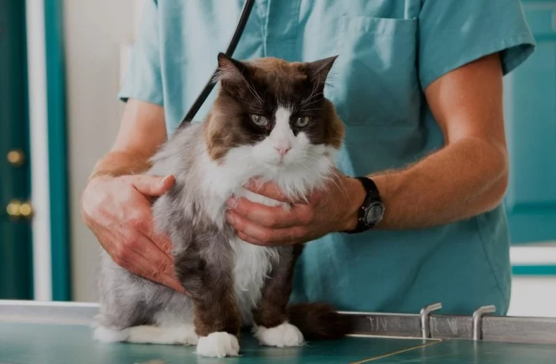 How to Recognize and Treat Pet Feline GI Disorders for a Healthier Cat