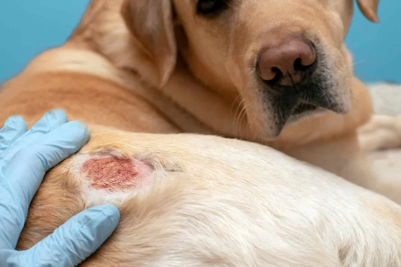 Skin Allergies & Hot Spots in Dogs: What You Can Do at Home