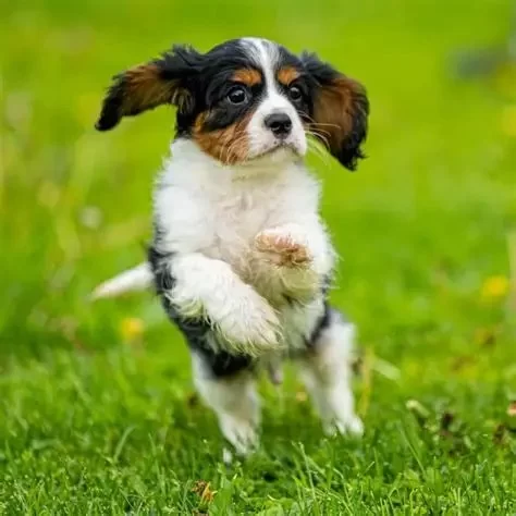 Ethical Breeding: What Prospective Owners Should Ask