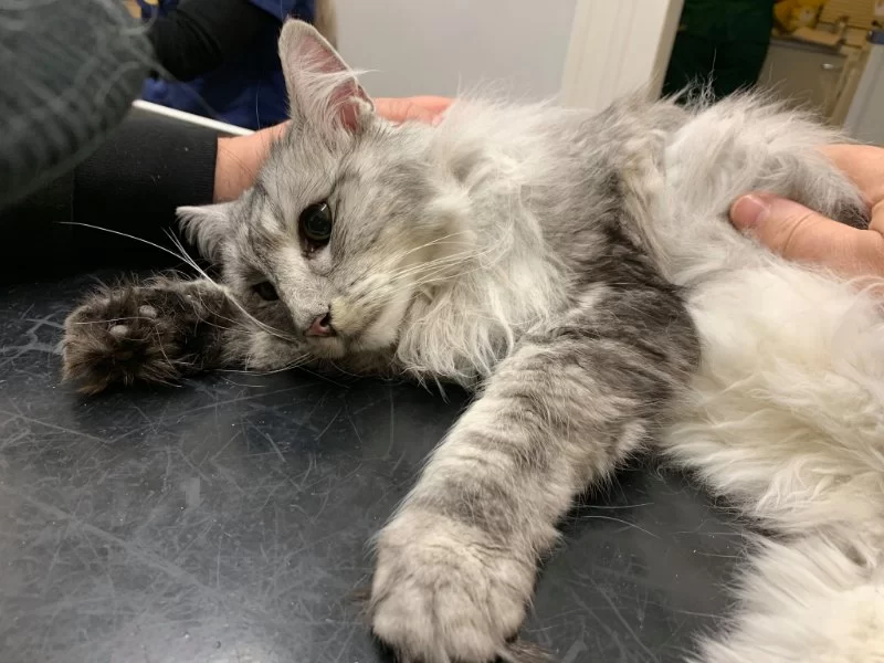 How to Recognize and Treat Feline Hyperthyroidism