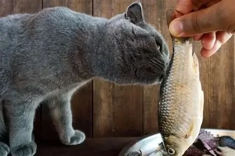 Can Cats Eat Mackerel? Understand the Risks and Benefits for Your Pet