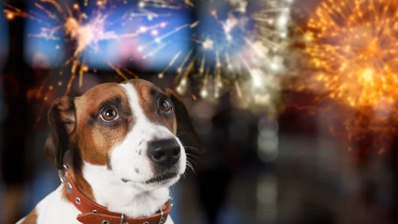 How to Deal with Pet Anxiety During Fireworks