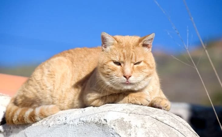 How to Recognize Heat Stroke in Cats