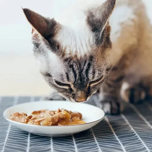 How to Recognize and Treat Pet Feline Gastritis