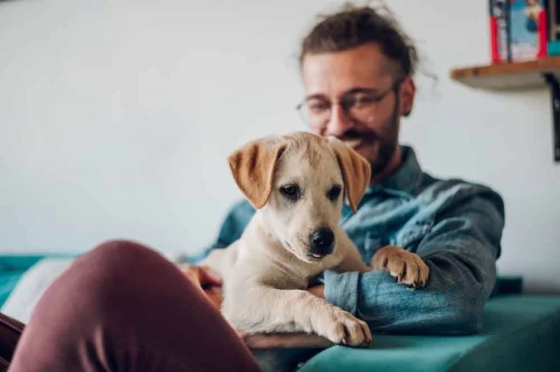 How to Reduce Pet Anxiety During Travel: Expert Tips for a Stress-Free Trip