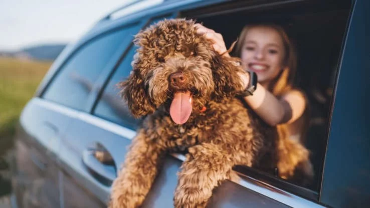 How to Train Dogs to Be Calm During Car Rides: Tips for a Stress-Free Journey