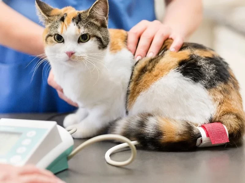 How to Recognize and Treat Pet Feline Hypertension Safely