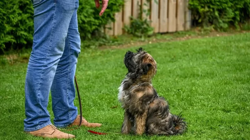 How to Train Dogs to Be Calm in New Environments: A Step-by-Step Guide