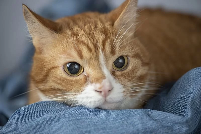 How to Recognize and Treat Pet Feline IBD