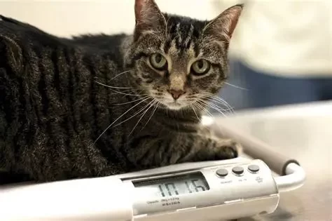 How to Recognize and Treat Pet Feline Weight Loss