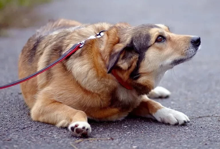 How to Help a Dog with Anxiety After Being Abandoned