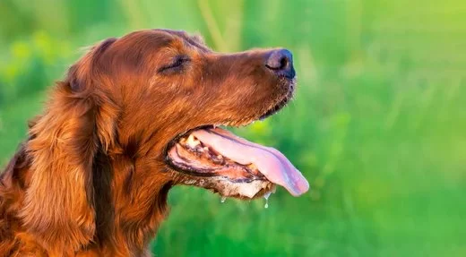How to Help Pets with Digestive Disease Manage Stress