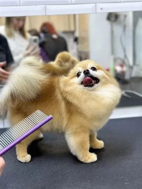 How to Train Dogs to Be Calm During Grooming