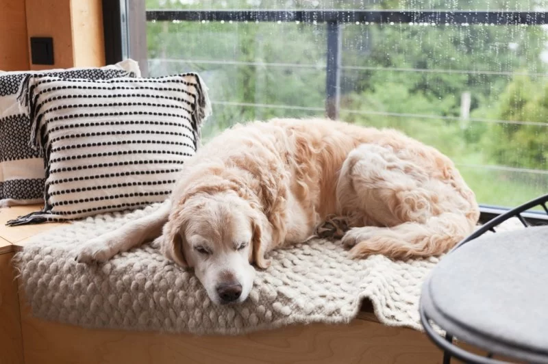 How to Help Pets with Organ Failure Stay Comfortable