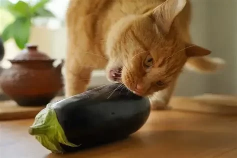 Can Cats Eat Eggplant? Understanding the Risks and Benefits