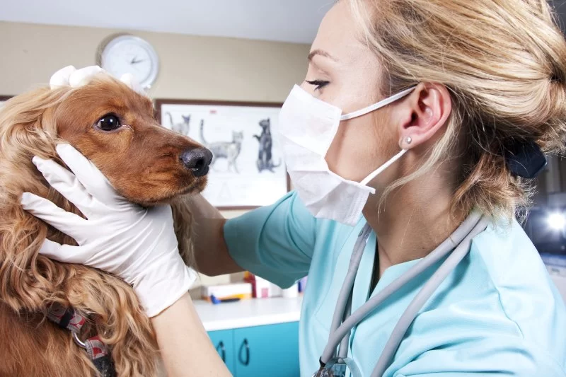 How to Keep Pets Safe During Thunderstorms | Hidden Brook Veterinary