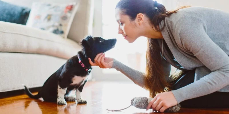 How to Manage Pets with Food-Related IBS: A Guide for Pet Owners