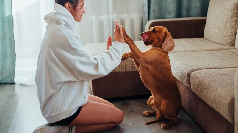 How to Address Long-Term Pet Anxiety Issues: Effective Solutions for Your Furry Friend