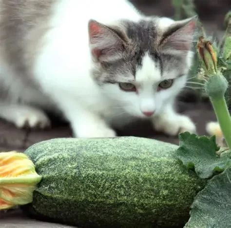 Can Cats Eat Zucchini? The Surprising Truth Behind This Healthy Snack