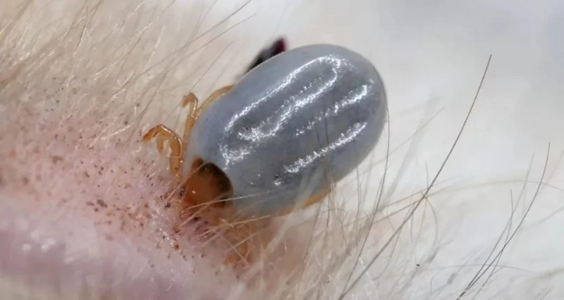 How to Recognize and Treat Pet Tick Paralysis — Symptoms, Causes, and Treatment Options