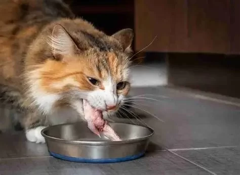 Can Cats Eat Chicken Wings Safely? Expert Insights from Hidden Brook Veterinary