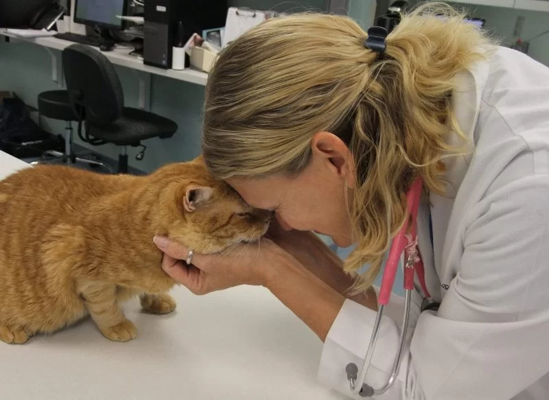 How to Recognize and Treat Feline Nasal Disease in Pets