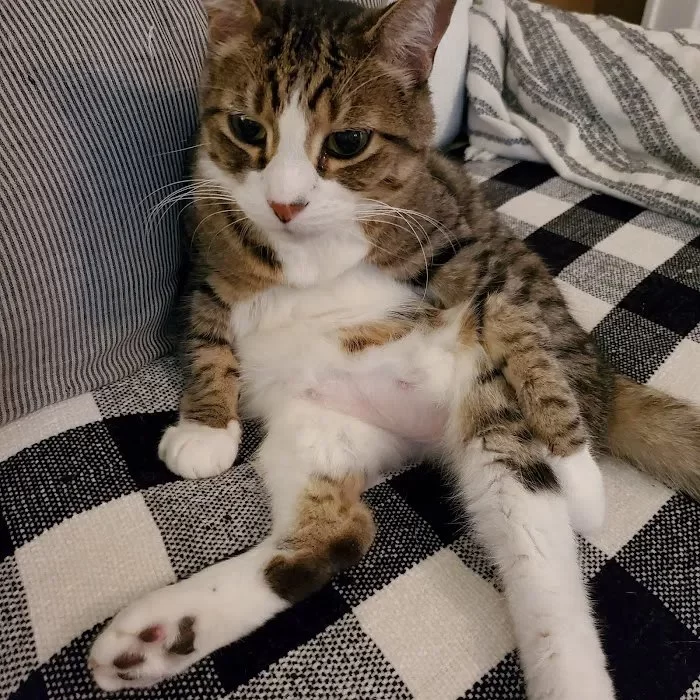 How to Recognize and Treat Pet Feline Muscle Weakness | Hidden Brook Veterinary