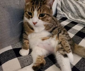 How to Recognize and Treat Pet Feline Muscle Weakness | Hidden Brook Veterinary