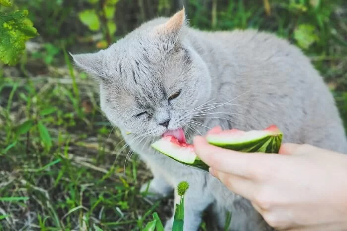 Can Cats Eat Watermelon Juice? A Pet Owner's Guide to Watermelon for Cats