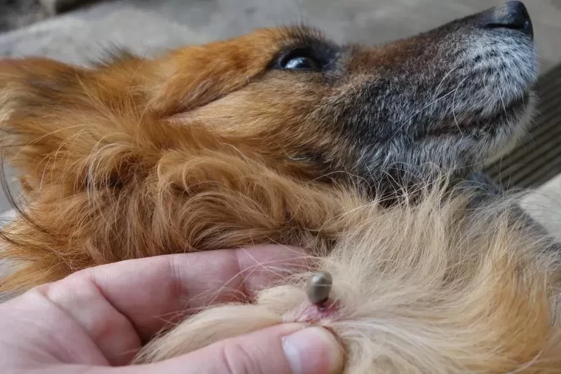How to Recognize Tick-Borne Diseases in Dogs and Protect Their Health