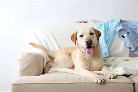 How to Create a Relaxing Environment for Pets with Anxiety at Home