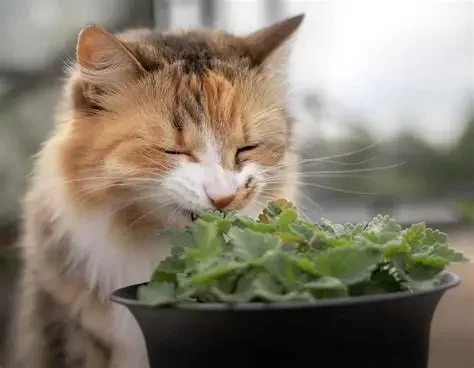 Can Cats Eat Mint Leaves? Vet-Approved Guide on Safety and Toxicity