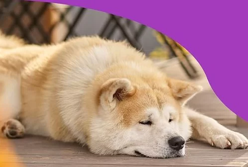 Best Calming Chews for Dogs with Anxiety and Stress Relief
