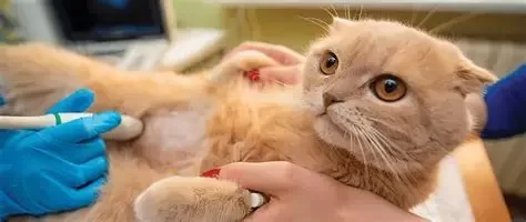 How to Recognize and Treat Pet Feline Organ Degeneration