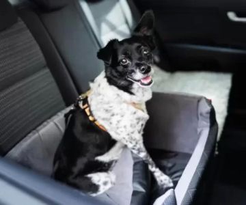 Pet Anxiety and Motion Sickness: How to Help Your Furry Friend Stay Calm on the Road