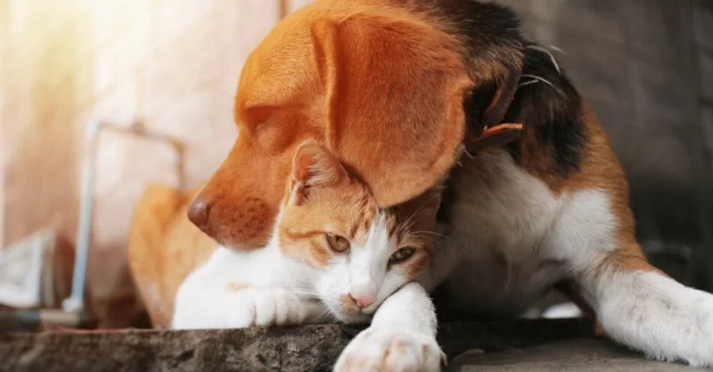 Where to Find Pet Anxiety Therapy for Dogs and Cats