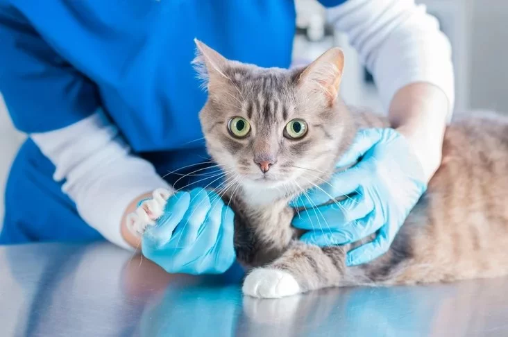 How to Recognize and Treat Pet Feline Cardiomyopathy