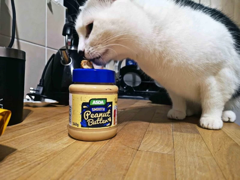 Can Cats Eat Peanut Butter Flavored Treats?