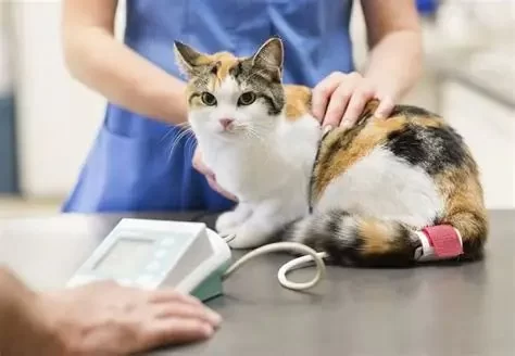 Common Cat Illnesses: Symptoms, Diagnosis, Treatment