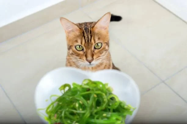 Can Cats Eat Seaweed? What You Need to Know About Feeding Seaweed to Cats