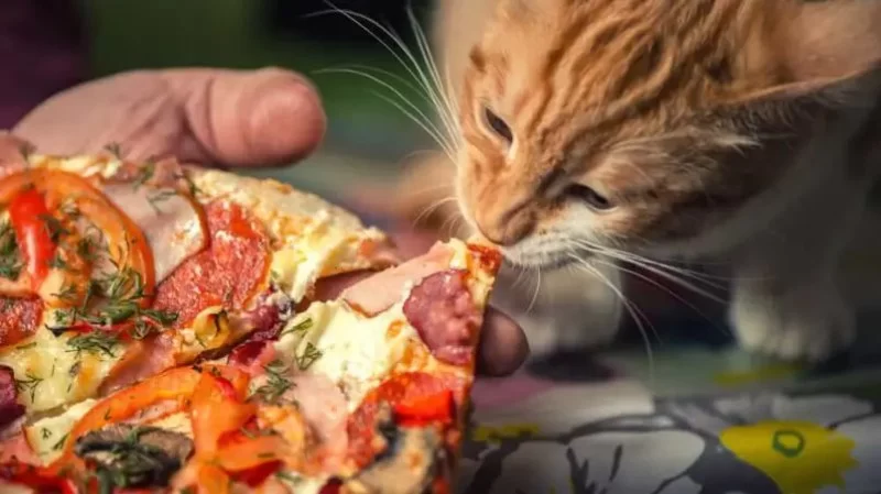 Can Cats Eat Pizza Safely or Is It Harmful?
