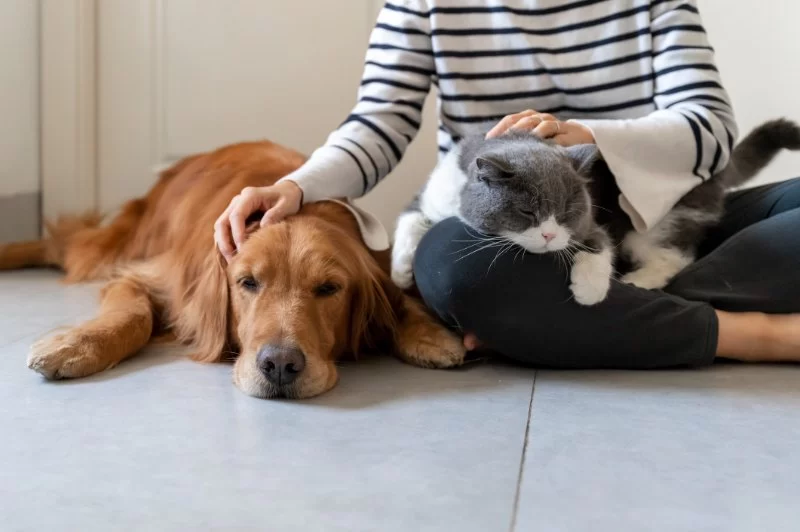 How to Help Pets Adjust to Changes in Routine and Reduce Anxiety