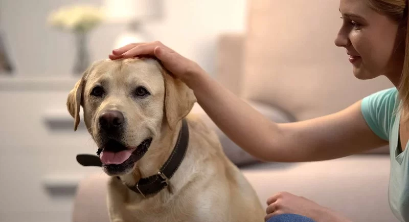 How to Train Dogs to Be Gentle with Guests: Practical Steps for a Well-Mannered Pet
