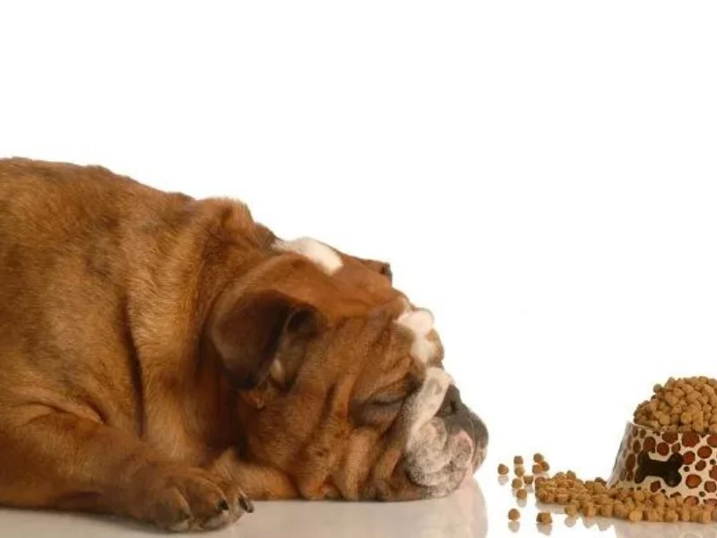 Can a Dog’s Diet Affect Anxiety Levels? The Link Between Food and Behavior