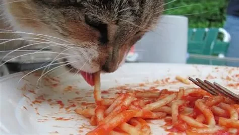 Can Cats Eat Cooked Pasta with Sauce? What Pet Owners Should Know